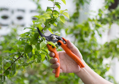 Close up of hand trimming plants with pruning shears in the garden
