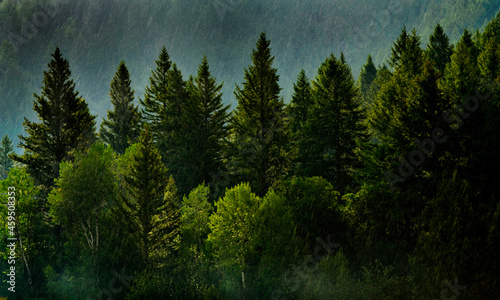 Forest Rain Storm with Drops Falling and Lush Trees