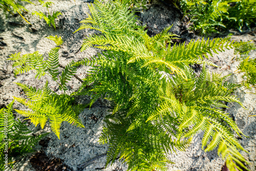 young ferns growing on the edge of the forest