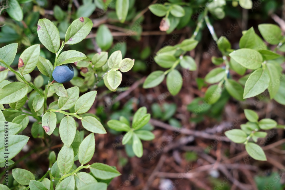 Ripe blueberries on the bushes in the forest. Harvest of Vaccinium myrtillus berries. Ripe blueberries on the bushes in the forest. Harvest of Vaccinium myrtillus berries.