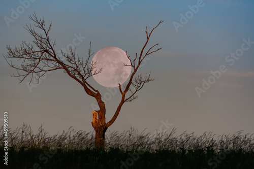 The Starwberry Moon at Sunrise in Big Meadows as the Moon Slips into the Haze Before Setting photo