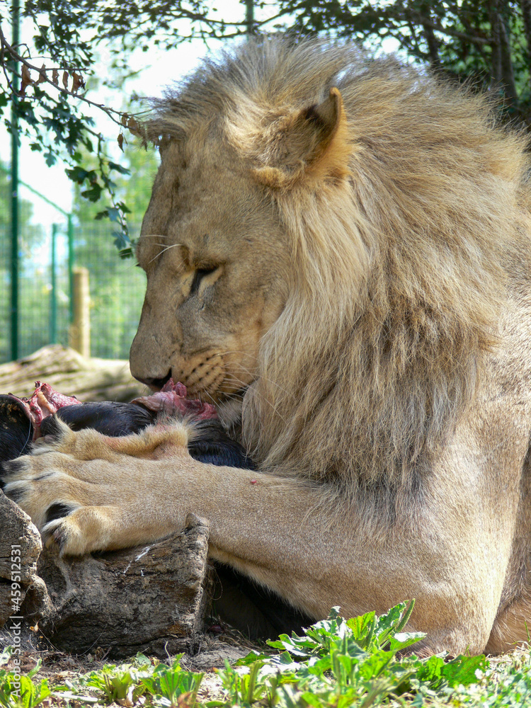Obraz premium A single male lion eating