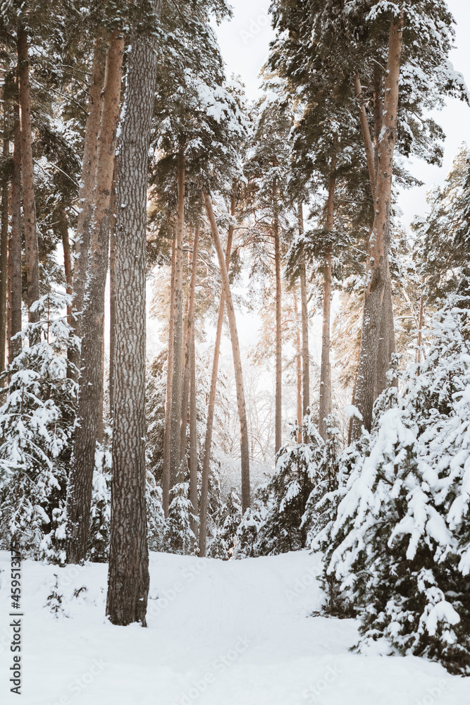 winter landscape in a coniferous evergreen forest. frosty snowy day