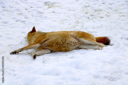 Close-up of a wolf lying in the snow.