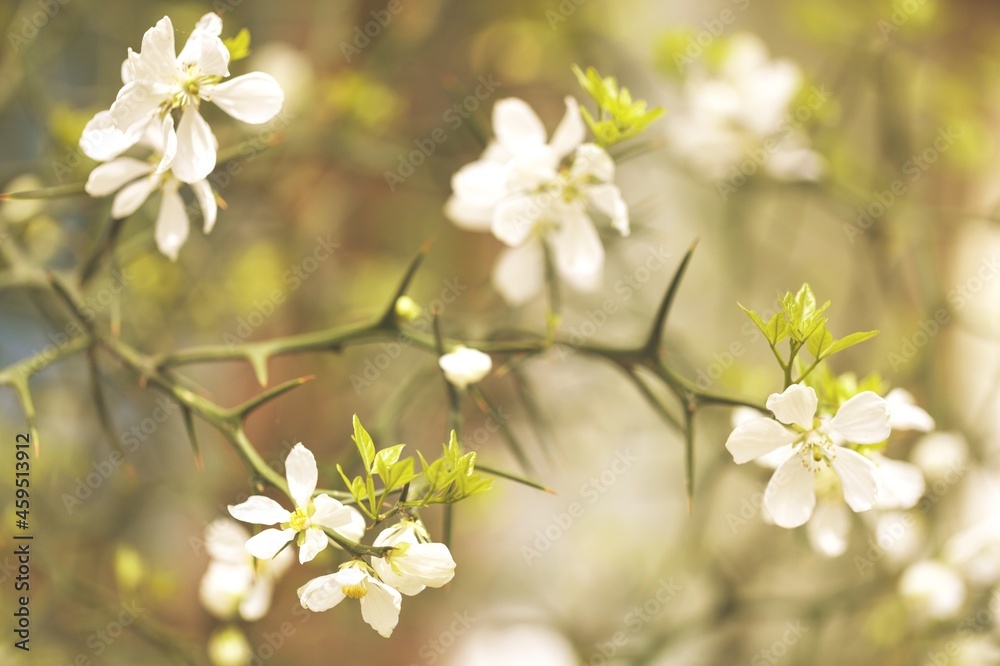 White flowers plant branches and sunlight. Aesthetic floral shadow silhouette background White flowers plant branches and sunlight. Aesthetic floral shadow silhouette background