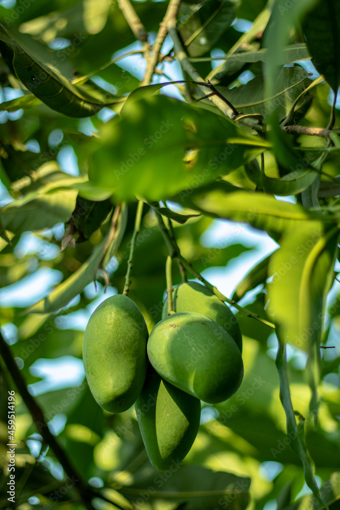Raw or green mangoes have health benefits like constipation and stomach