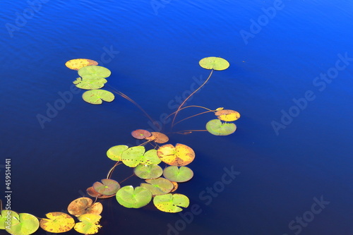 Water lillies at a calm dark lake. Copy space for extra text. Tiveden National Park, Sweden, Scandinavia, Europe. photo