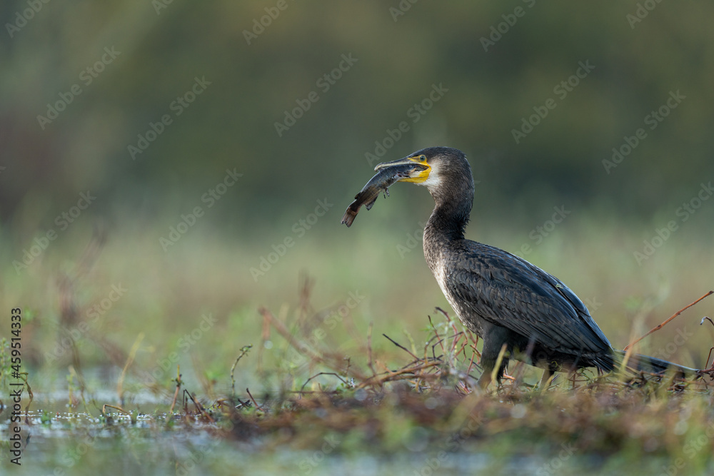 Grand cormoran