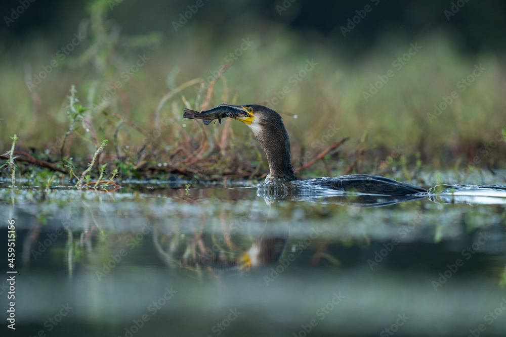 Grand Cormoran