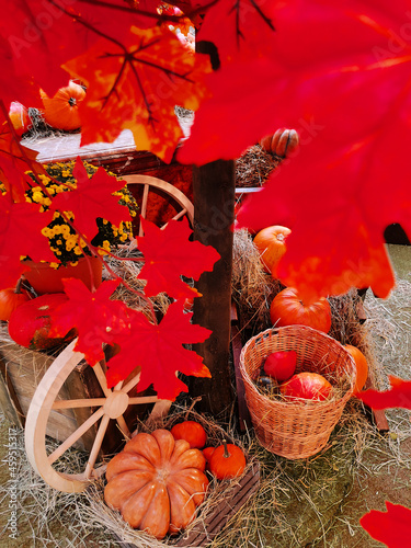 Autumn Pumpkin Harvest Fair. Many pumpkins of different varieties and sizes. Halloween
