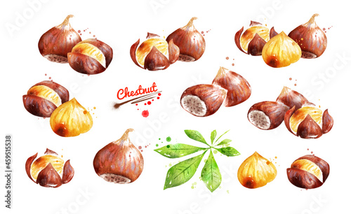 Watercolor illustration set of chestnut