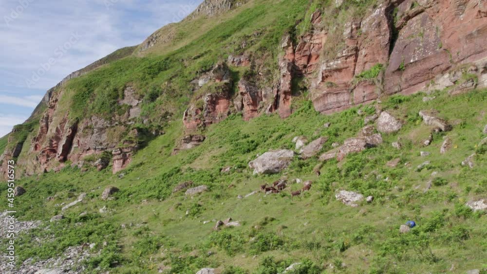 Wild Soay Sheep Grazing on the Side of a Grassy Mountain Wild Soay Sheep Grazing on the Side of a Grassy Mountain