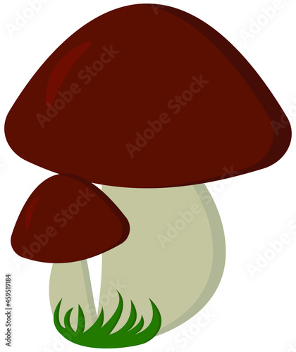 Two mushrooms in the grass. Edible mushrooms.