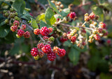 Blackberries in a bush 