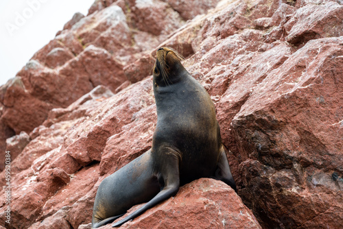 Sea lions resting on the stones in the Ballestas Islands of Peru