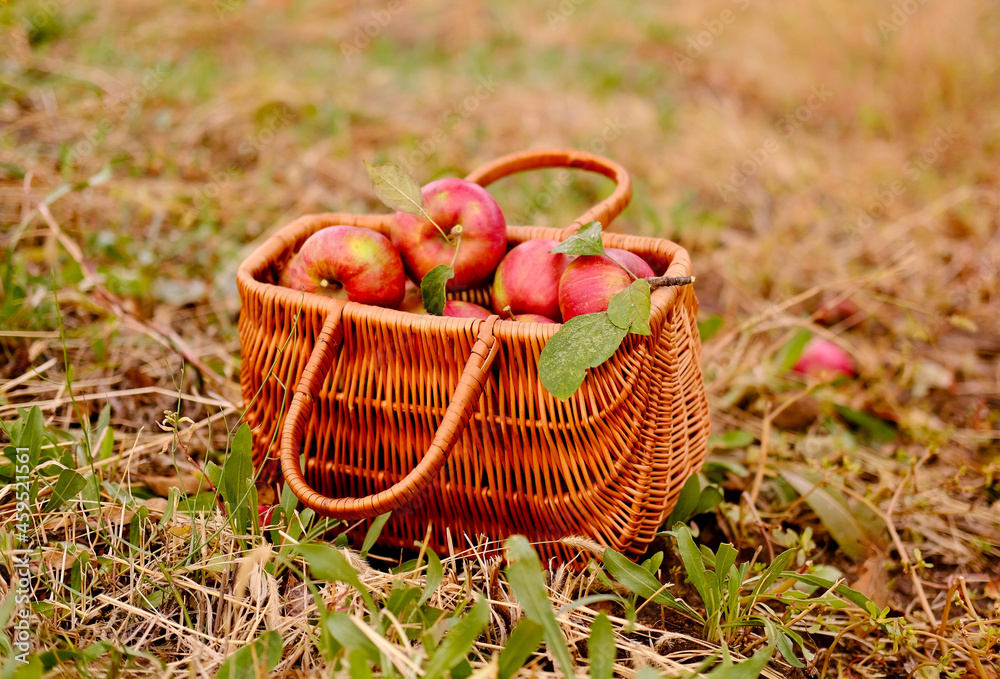 Apples in a Basket outdoor. Wooden basket with organic apples in the autumn apple rural garden.Harvesting High quality photo Apples in a Basket outdoor. Wooden basket with organic apples in the autumn apple rural garden.Harvesting High quality photo