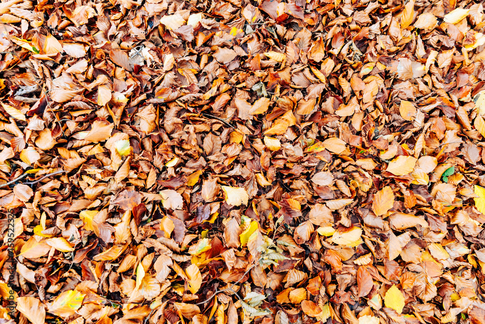 Autumn background image of colorufl leaves Autumn background image of colorufl leaves