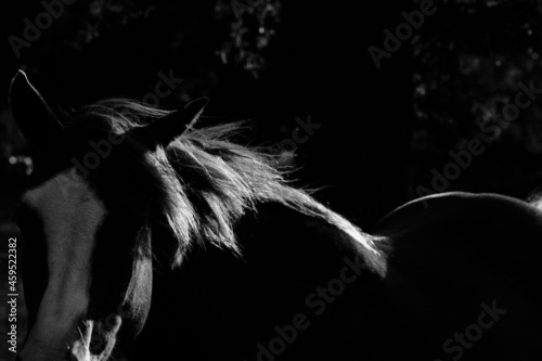 Dark moody mare horse portrait closeup in black and white.