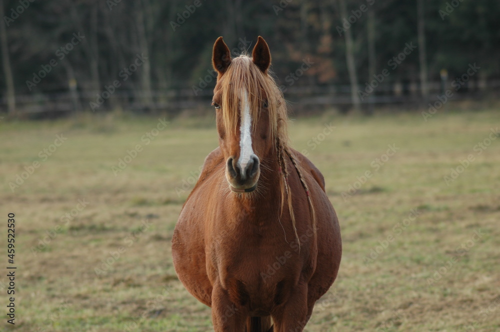 Fototapeta premium Pferdekopf