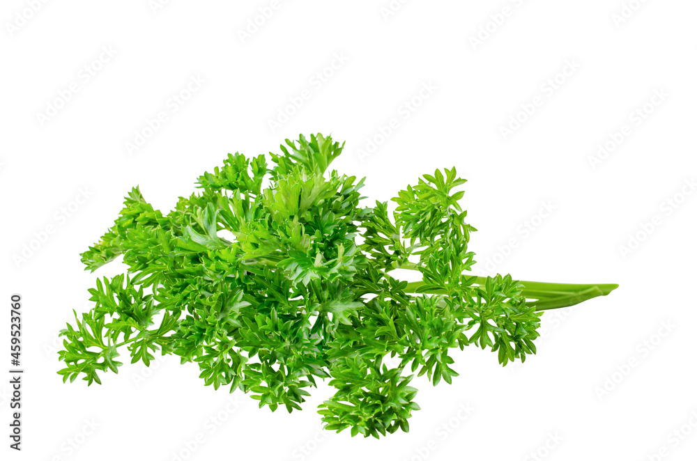 Bunch of fresh parsley isolated on a white background Bunch of fresh parsley isolated on a white background