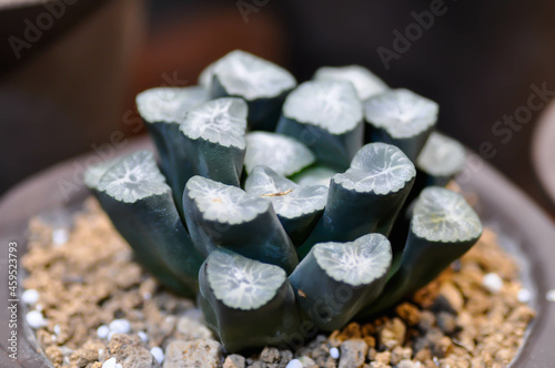 Haworthia ,Haworthia truncata or cactus photo