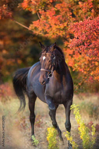 Horse in bridle against yellow and red autumn trees
