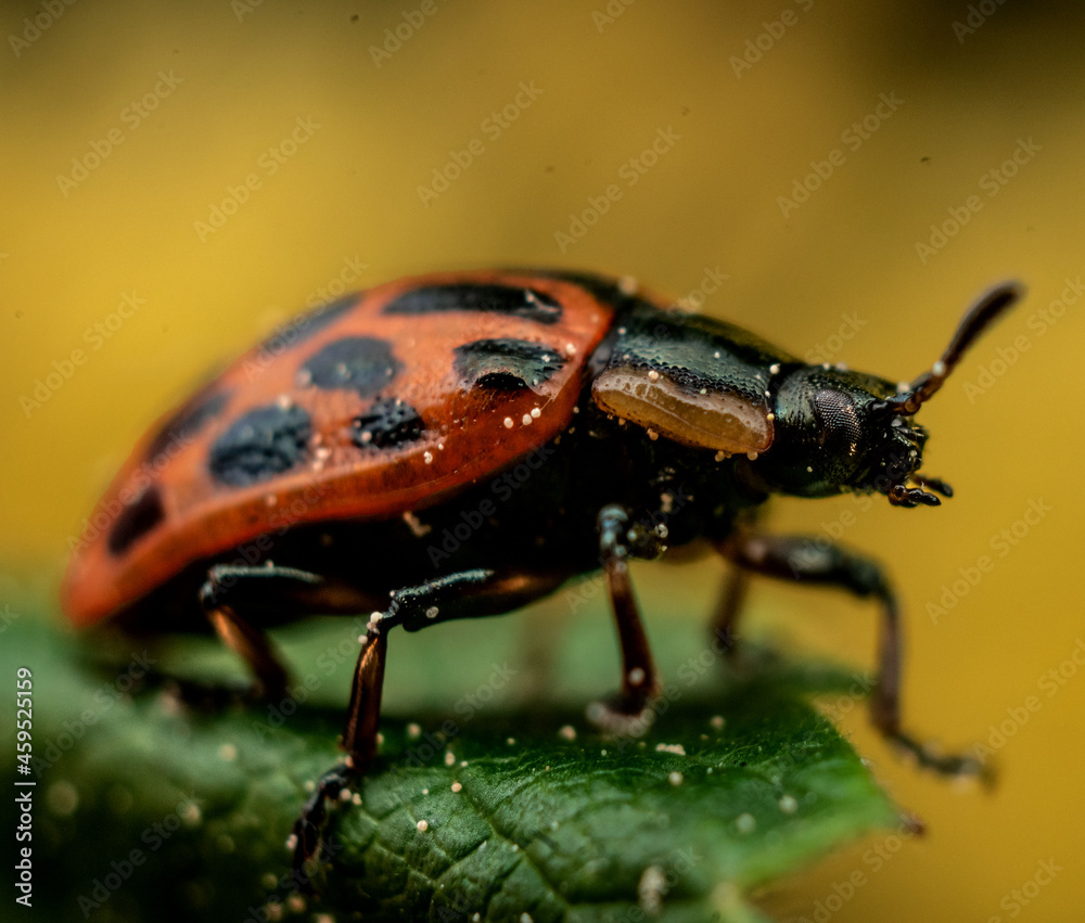 closeup of a colorful beetle