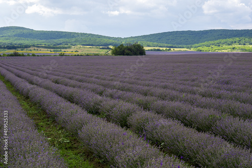 levender field purple aromatic flowers near Nova Zagora, provence in Bulgaria