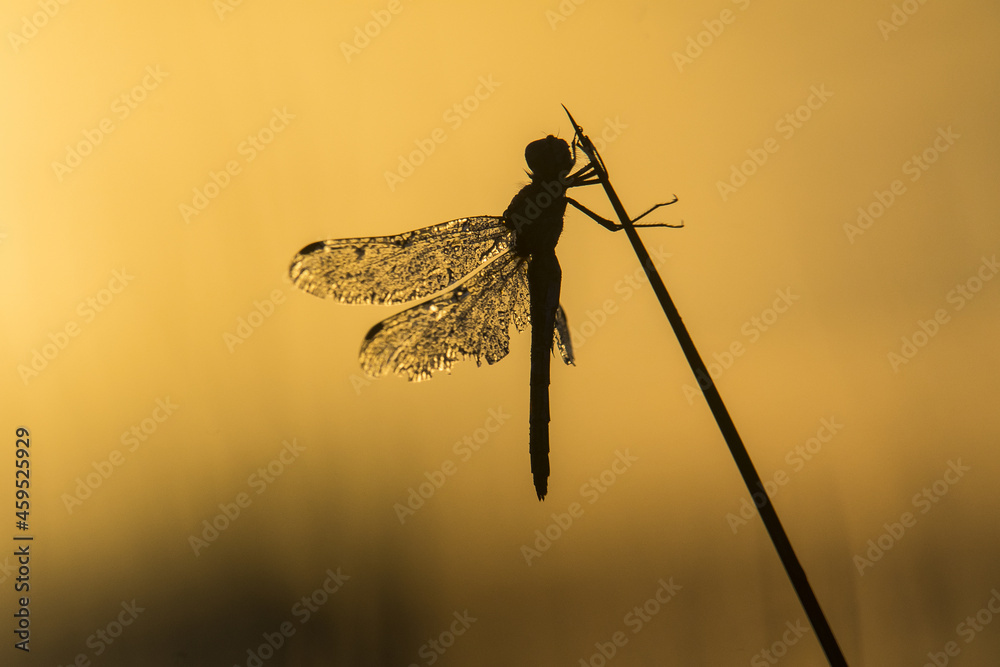 libellula