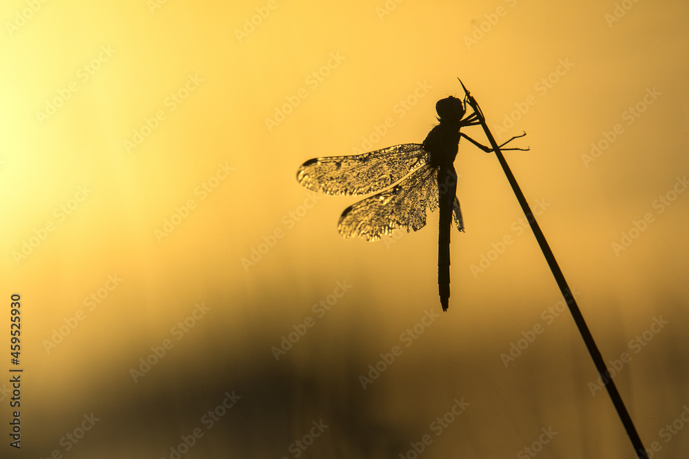 libellula