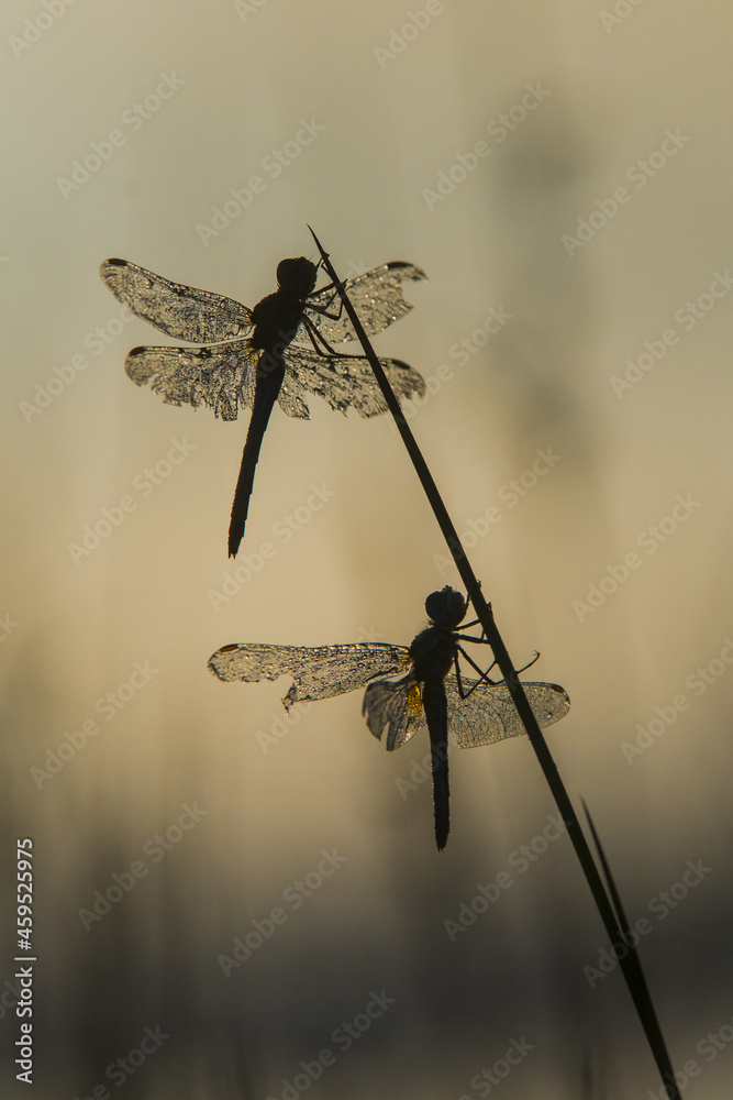 libellula