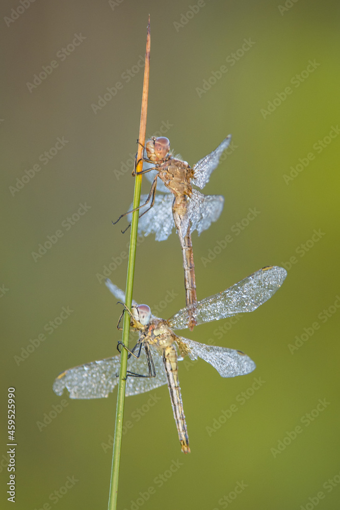 libellula