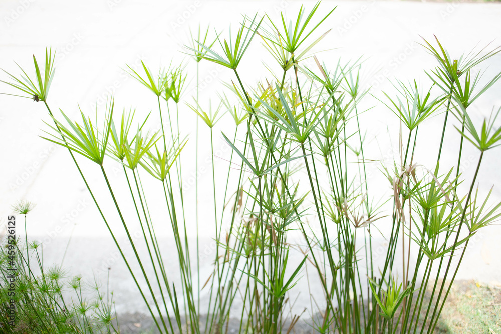 Obraz premium Green flower leaves on white background