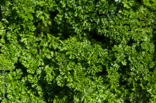 Curly Parsley grows in the garden. Spicy herb Petroselinum crispum for nutrition, use in alternative medicine and cosmetology, green background