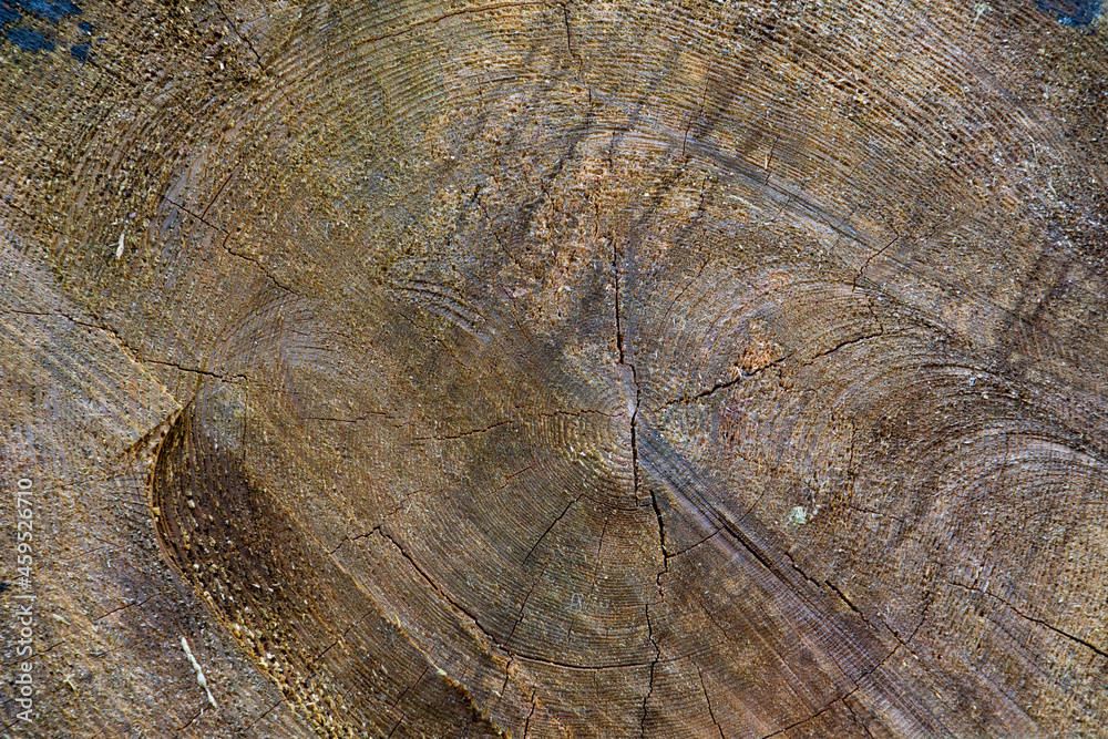 Fototapeta premium Background texture of cut tree log, wood grain ring pattern