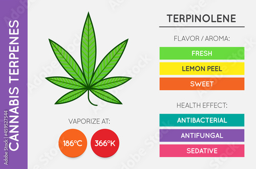 Cannabis Terpene Information Chart. Aroma and Flavor with Health Benefits and Vaporize Temperature. CBD and THC. Vector.