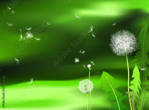 White fluffy dandelions in a green meadow and their seeds scattering in the wind. Vector illustration. 