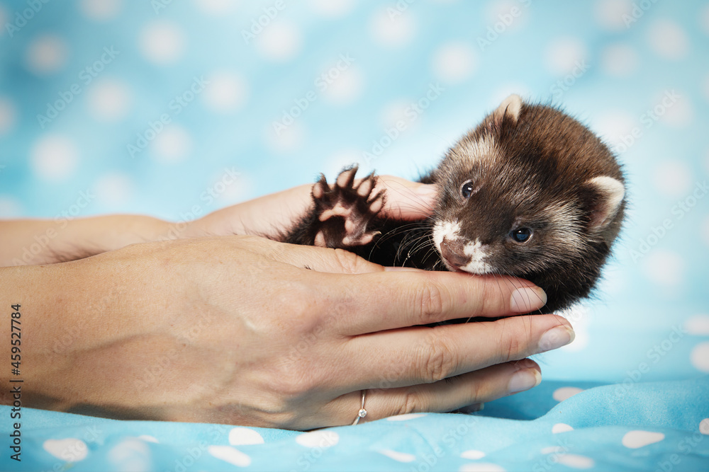Breeder playing with ferret baby in studio on blue blanket