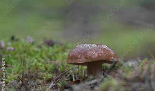 Funghi Porcini Fungi Mushrooms mushroom picking in the woods