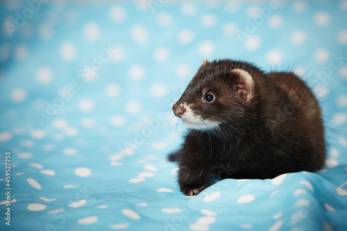 Ferret baby posing in studio on blue blanket for portrait