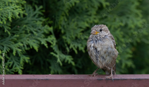 Juvenile house sparrow resting on the fence