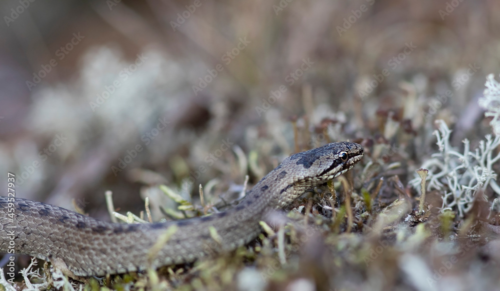 Fototapeta premium The smooth snake (Coronella austriaca)