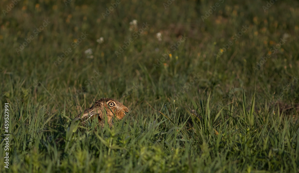 Fototapeta premium The European hare (Lepus europaeus), also known as the brown hare