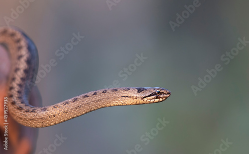 The smooth snake (Coronella austriaca)