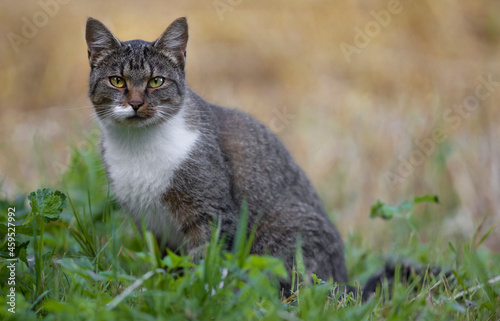 Domestic cat (Felis catus), portrait 