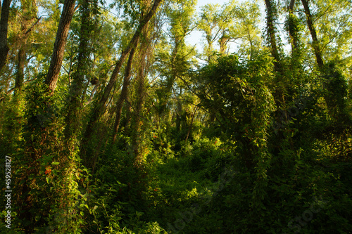 Panorama view of the green forest with a beautiful light.