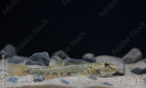 The monkey goby (Neogobius fluviatilis) photo