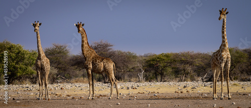 Photography Group of giraffes