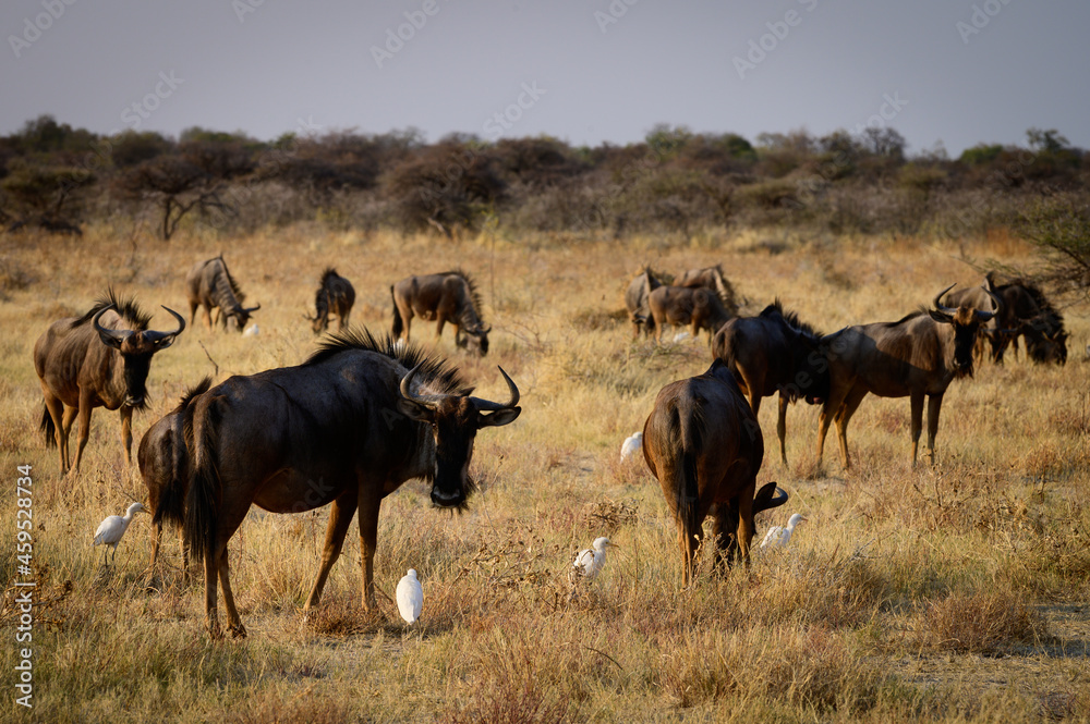 Blue wildebeests and cattle egrets