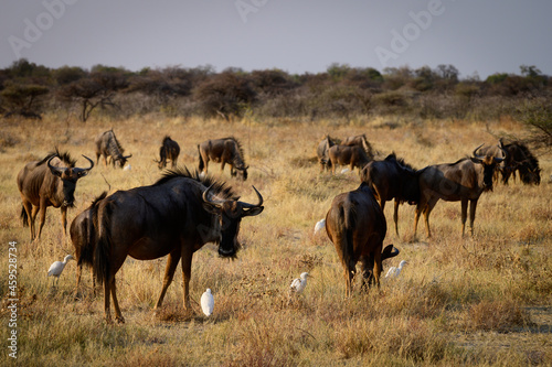 Fototapeta Naklejka Na Ścianę i Meble -  Blue wildebeests and cattle egrets